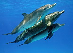 海豚與鯨  <Dolphins and Whales 3D>